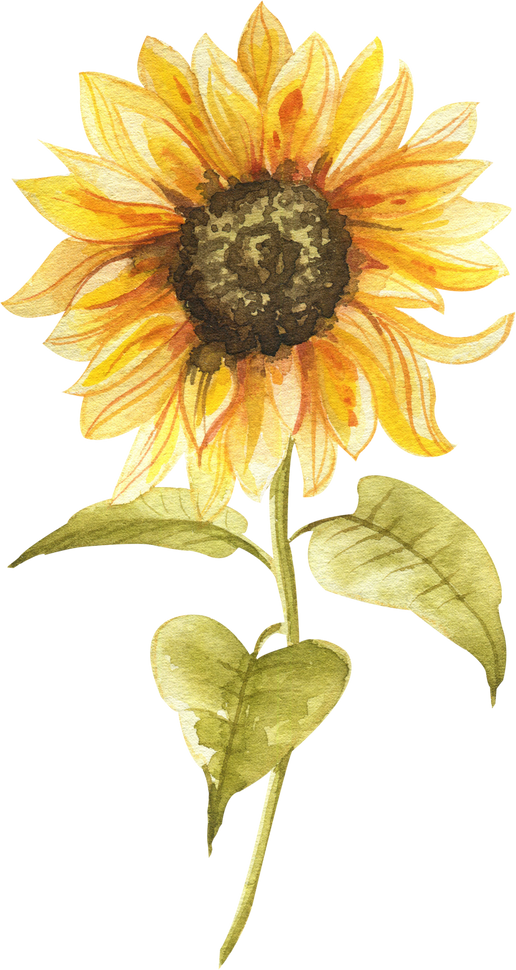 Watercolor sunflower illustration